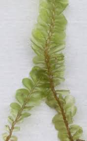 Attēlu rezultāti vaicājumam “Plagiochila asplenioides”