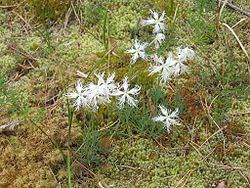 Attēlu rezultāti vaicājumam “Dianthus arenarius”