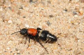 Attēlu rezultāti vaicājumam “Mutilla europaea”