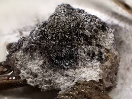 Attēlu rezultāti vaicājumam “Fuligo cinerea”