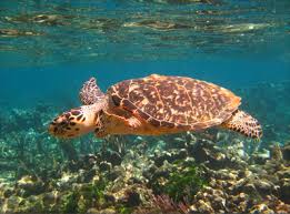 Image result for Eretmochelys imbricata