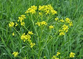 Attēlu rezultāti vaicājumam “Bunias orientalis flower”