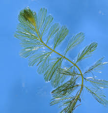 Attēlu rezultāti vaicājumam “Myriophyllum spicatum”