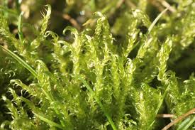 Attēlu rezultāti vaicājumam “Drepanocladus aduncus”