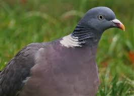 Attēlu rezultāti vaicājumam “Columba palumbus adult”