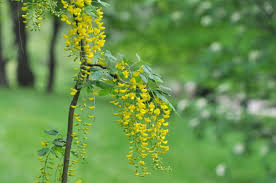 Attēlu rezultāti vaicājumam “Laburnum alpinum flower”