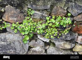 Attēlu rezultāti vaicājumam “Cymbalaria muralis leaf”