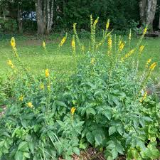 Image result for Agrimonia eupatoria