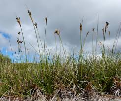 Attēlu rezultāti vaicājumam “Juncus squarrosus”