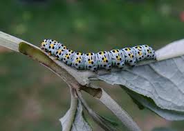 Attēlu rezultāti vaicājumam “Cucullia verbasci larva”