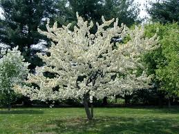 Attēlu rezultāti vaicājumam “Malus x zumi”