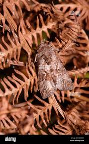 Attēlu rezultāti vaicājumam “Coscinia cribraria imago”