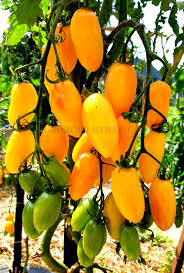 Afbeeldingsresultaat voor blushing yellow tomato