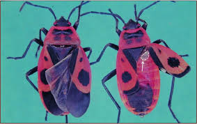 Attēlu rezultāti vaicājumam “Pyrrhocoris apterus imago”