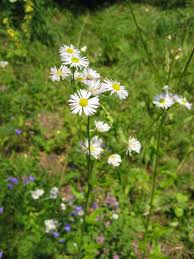 Attēlu rezultāti vaicājumam “Erigeron annuus”