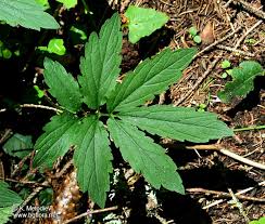 Attēlu rezultāti vaicājumam “Cardamine bulbifera”