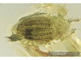 Attēlu rezultāti vaicājumam “Latridiidae”