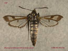 Attēlu rezultāti vaicājumam “Sesiidae”