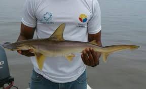 Image result for Sphyrna media