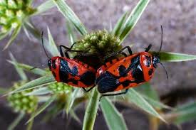 Attēlu rezultāti vaicājumam “Eurydema dominulus”