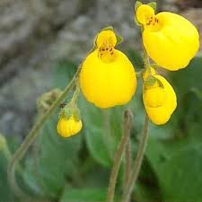 Image result for Calceolaria integrifolia