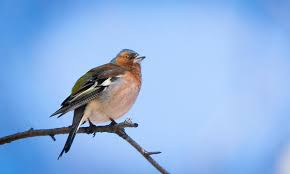 Attēlu rezultāti vaicājumam “Fringilla coelebs”