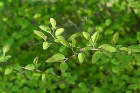 Attēlu rezultāti vaicājumam “Cotoneaster multiflorus leaf”