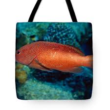 Image result for Cephalopholis fulva