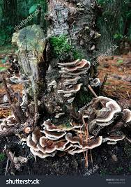 Attēlu rezultāti vaicājumam “Hapalopilus nidulans”