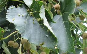 Attēlu rezultāti vaicājumam “Acalitus longisetosus”