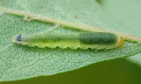 Attēlu rezultāti vaicājumam “Rhynchostegiella tenella macro”