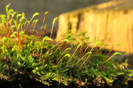 Attēlu rezultāti vaicājumam “Homomallium incurvatum”