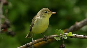 Attēlu rezultāti vaicājumam “Hippolais icterina adult”