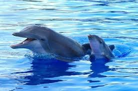 Image result for Adventure Dolphin
