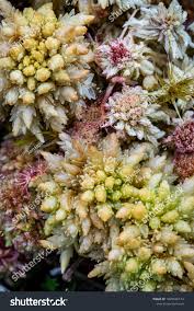 Attēlu rezultāti vaicājumam “Sphagnum fallax”