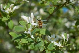 Attēlu rezultāti vaicājumam “Frangula alnus flower”