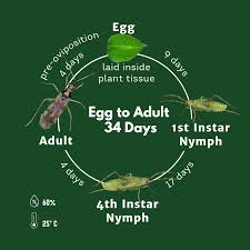 Attēlu rezultāti vaicājumam “Dicyphus nymph”