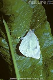 Attēlu rezultāti vaicājumam “Pieris brassicae female”