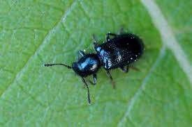 Attēlu rezultāti vaicājumam “Korynetes caeruleus”