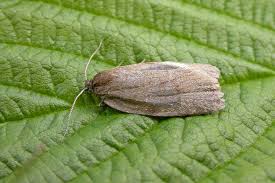 Attēlu rezultāti vaicājumam “Aphelia viburniana”