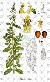 Attēlu rezultāti vaicājumam “Stachys palustris fruit”