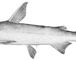 Image result for Ariopsis felis