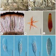 Attēlu rezultāti vaicājumam “Sclerophora coniophaea”