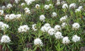 Attēlu rezultāti vaicājumam “Ledum palustre flower”