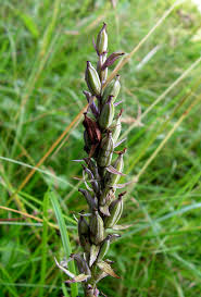 Attēlu rezultāti vaicājumam “Dactylorhiza maculata leaf”
