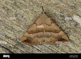 Attēlu rezultāti vaicājumam “Hypena proboscidalis”