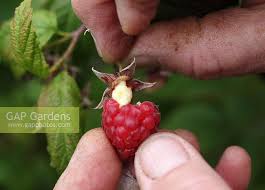 Attēlu rezultāti vaicājumam “Byturus tomentosus”