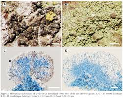Attēlu rezultāti vaicājumam “Micarea sp.”