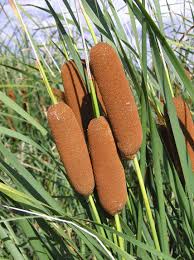 Attēlu rezultāti vaicājumam “Typha angustifolia  fruit”