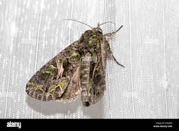 Attēlu rezultāti vaicājumam “Trachea atriplicis”